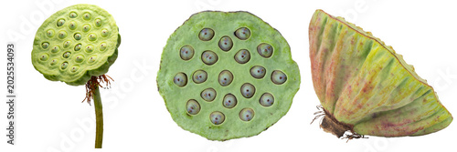 Three views of a green lotus seed pod with visible seeds inside, isolated on a white background