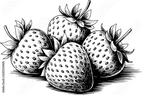 Fotografija Vintage engraving style strawberries white background, strawberry fruit food