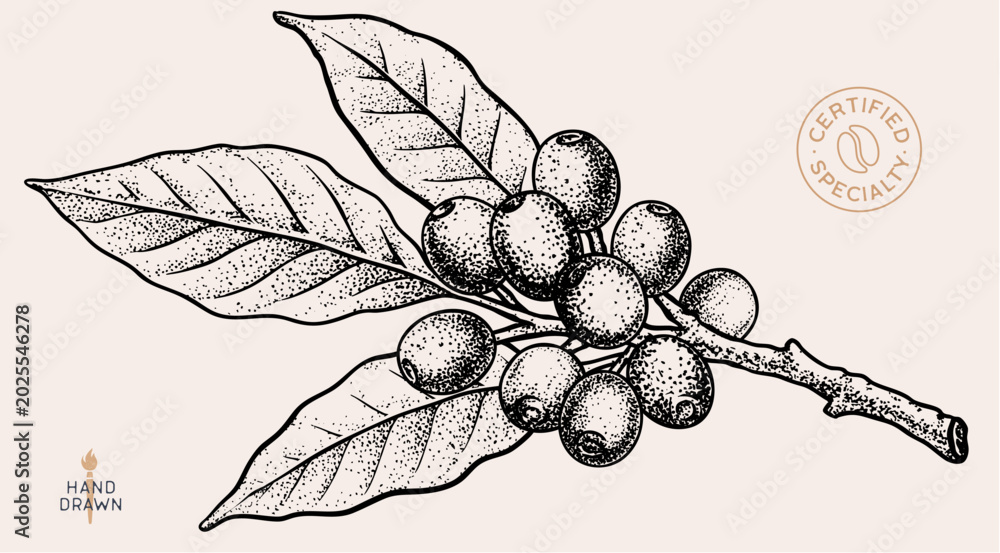 Fototapeta premium Vintage coffee branch bean plant sketch, organic cafe engraved logo. Botanical coffee plant bean branch identity, eco natural drawing. Bean branch plant coffee sketch. Vector Illustration