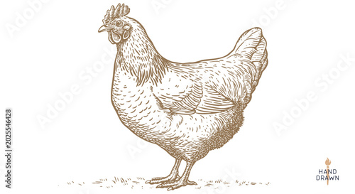 Chicken, hen, sketch. Vintage retro print, chicken, hen sketch ink pencil style drawing, engrave old school. Sketch artwork silhouette chicken, hen isolated on white background. Vector Illustration