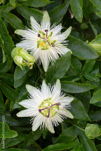Картината върху платно Beautiful White Passion Flowers (Passiflora caerulea Constance Elliott) with Bud