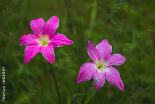 Blooming pink wildflowers in nature close-up photography vibrant green background
