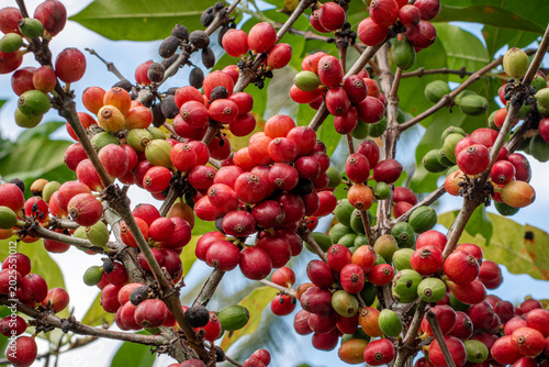 Obraz na płótnie Liberica Coffee Berries on Branches in Tropical Coffee Plantation, Ripe Liberica