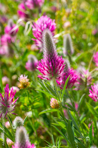 Field of Vibrant Pink Purpl...