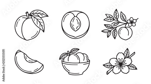 Peach illustrations with leaves bowl slice flower stone fruit illustration botanical collection isolated background minimalist creative handmade
