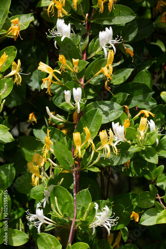 Fragrant White and Yellow J...