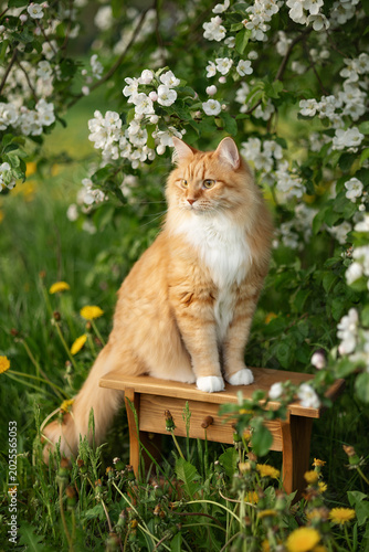 A photo of a ginger fluffy cat next to a blooming apple tree.