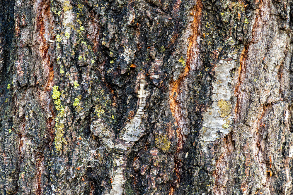 Fototapeta premium Detailed close-up texture of a rugged birch tree trunk with cracked bark, dark crevices, patches of lichen, and natural earthy tones. Organic woodland background with rich texture and strong contrast,