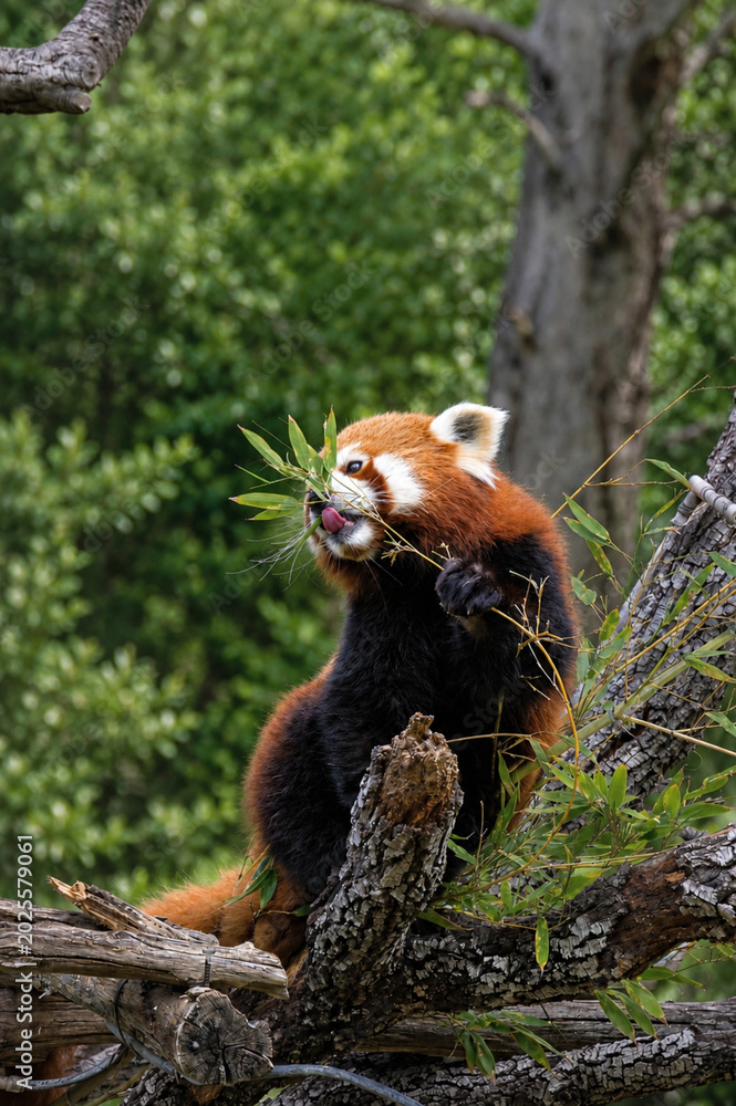 Fototapeta premium Panda roux mangeant des pousses de bambou 