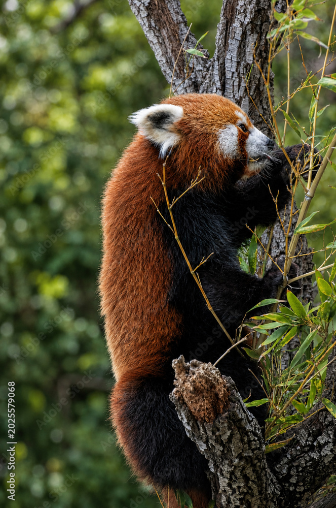 Fototapeta premium Panda roux mangeant des pousses de bambou 