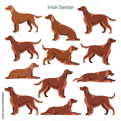 Set of various poses featuring the elegant irish setter dog breed shown in a flat vector illustration style suitable for animal themed creative design project assets