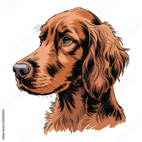 Detailed illustration of an elegant irish setter dog head showing expressive eyes and soft wavy fur texture in a classic professional digital vector art style
