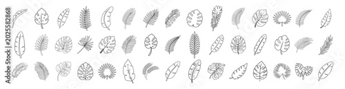 Fotografie Collection of various tropical leaf outline icons in a minimal line style