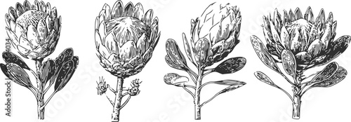 hand drawn artichoke illustrations botanical sketches, detailed vegetable plants leaves bud floral garden natural organic fresh healthy vintage engraving set