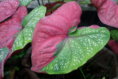 фотографія Dew on Calladium bicolor pink and green