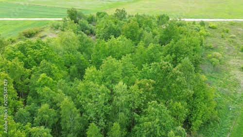 Bild auf Leinwand Green trees in peaceful untouched environment