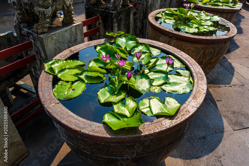 Purple water lilies growing in decorative stone pots with green leaves, creating a serene tropical garden and a zen water feature scene