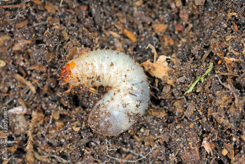 close up of a grub