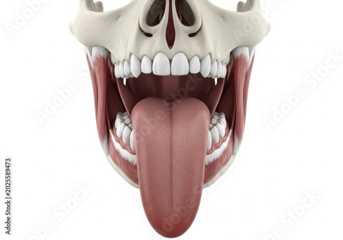 Human mouth and tongue open wide