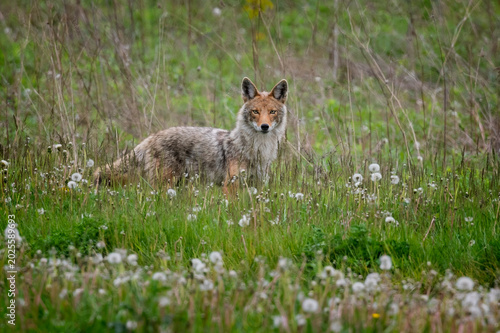 Lone coyote standing in grassland