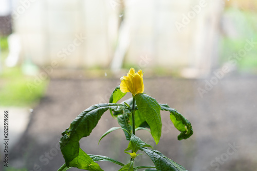 Photos Golden shrimp plant with yellow bracts and white flowers in garden