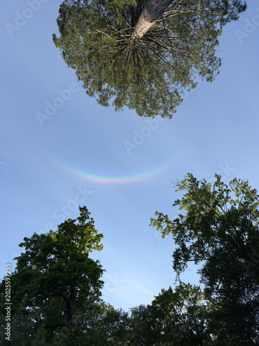 Stunning Rainbow Arching Over a Lush Swiss Forest Landscape With Green Trees Beneath a Colorful Sky