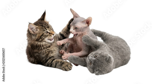 Three cats, a brown tabby, a hairless sphynx, and a gray cat, play fighting on isolated transparent background