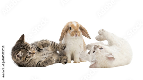 Adorable kitten and rabbits lying down together on transparent background