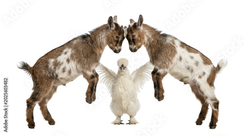Two brown and white goats headbutting with a white chicken standing between them isolated on transparent background