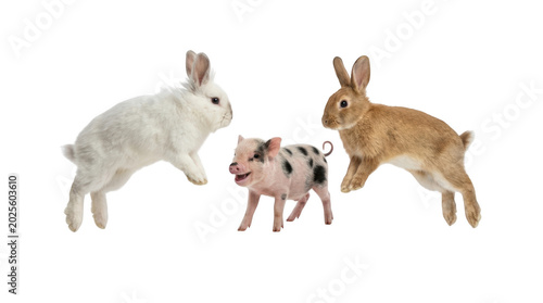 Two rabbits and a piglet jumping together isolated on transparent background in a playful scene