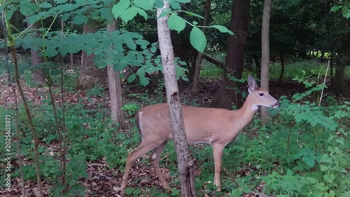 beautiful whitetail deer in green forest