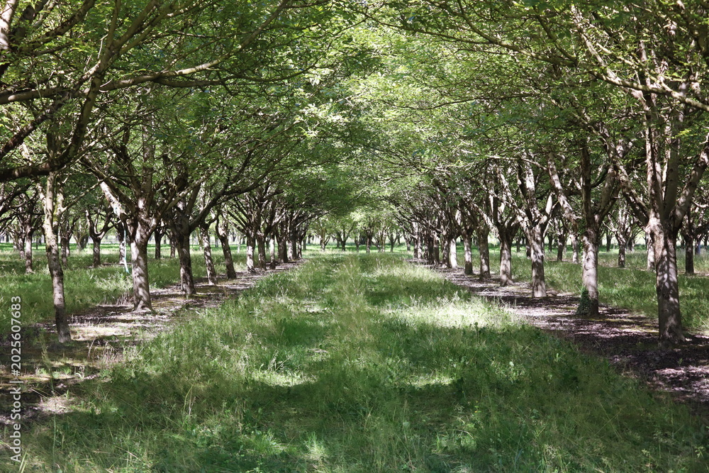 Fototapeta premium Allée ombragée au cœur d'un verger de noyers avec une belle perspective ensoleillée