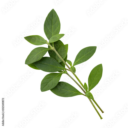 Fresh green wild leaves branch isolated on transparent background	