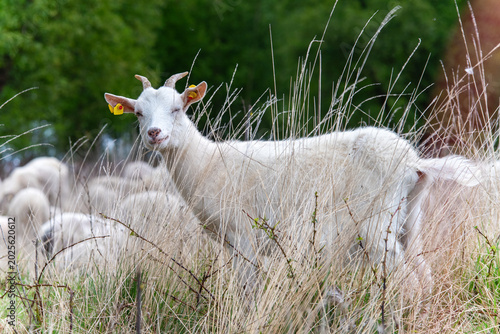 Photography Funny Winking White Goat in Natural Moor Landscape - Funny white goat winking into the camera while standing in tall grass in a peaceful moor landscape