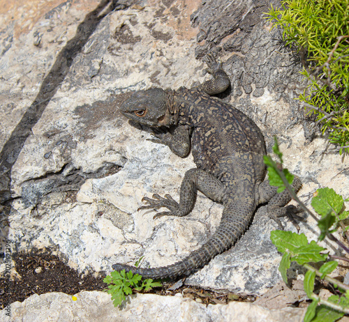 Canvastavla Close up view A grey and beige lizard lies on a light rock with grass