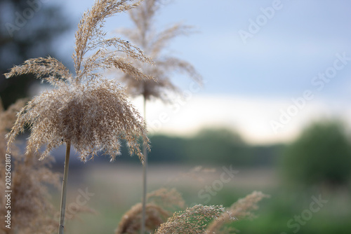 Cuadro en lienzo Close up of fluffy reed grass panicles swaying in the wind with soft blurred nat
