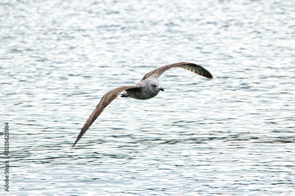 Fototapeta premium Beautiful seagull flying over calm rippled water surface during daytime