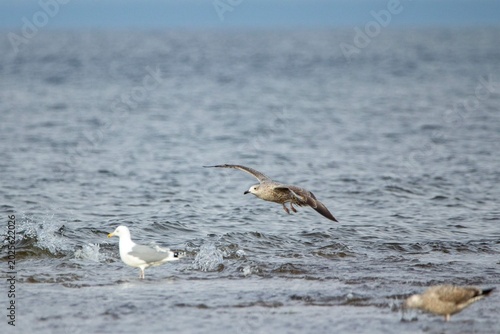 Foto Seagull flying low over rippled sea water with other birds wading in the shallow