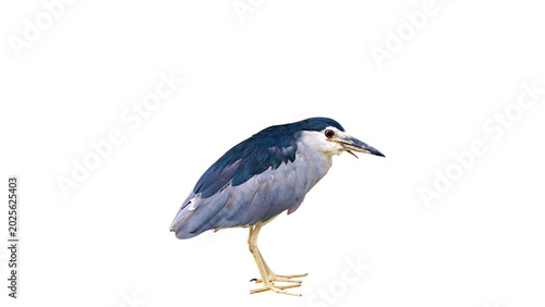 black crowned nigh heron on white background