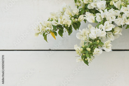 Bild auf Leinwand Bougainvillea white flowers background textures, blooming flowers, Bougainvillea