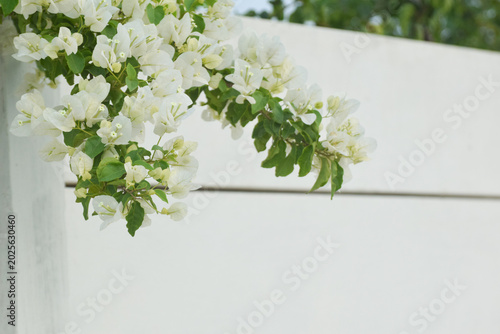 Photos Bougainvillea white flowers background textures, blooming flowers, Bougainvillea
