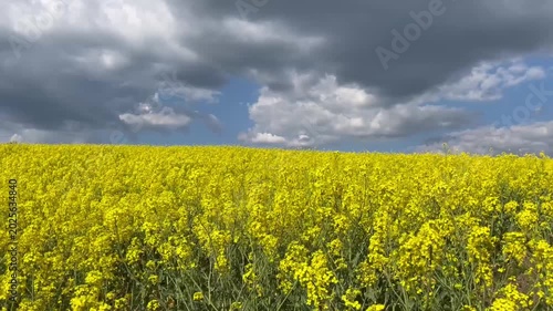 Vibrant field of yellow blooming rapeseed flowers under a cloudy sky.