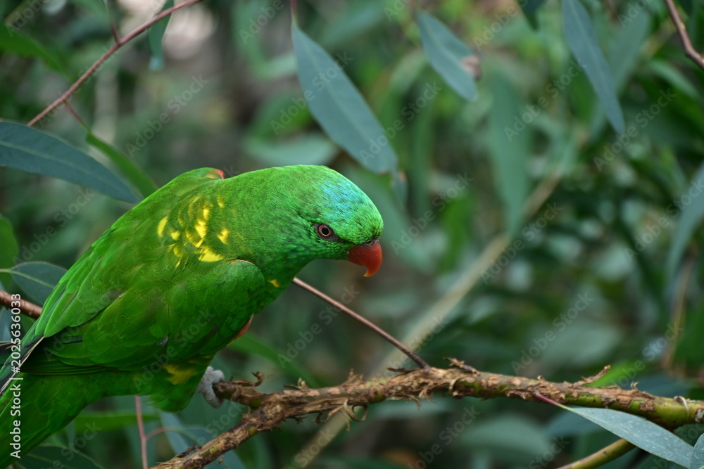 Fototapeta premium green lorikeet