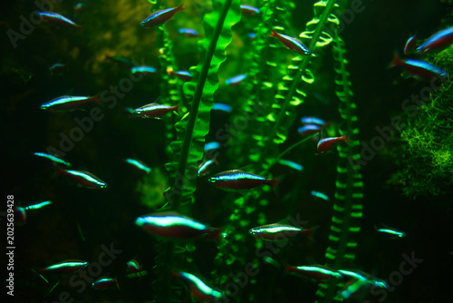 Foto Wide shot of a colorful red neon tetra swarm between green water plants | Parach