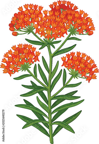 Vector illustration of a butterfly milkweed plant with bright orange flowers and green leaves on a tall stem white background field flower monarch butterfly design element wildlife friendl