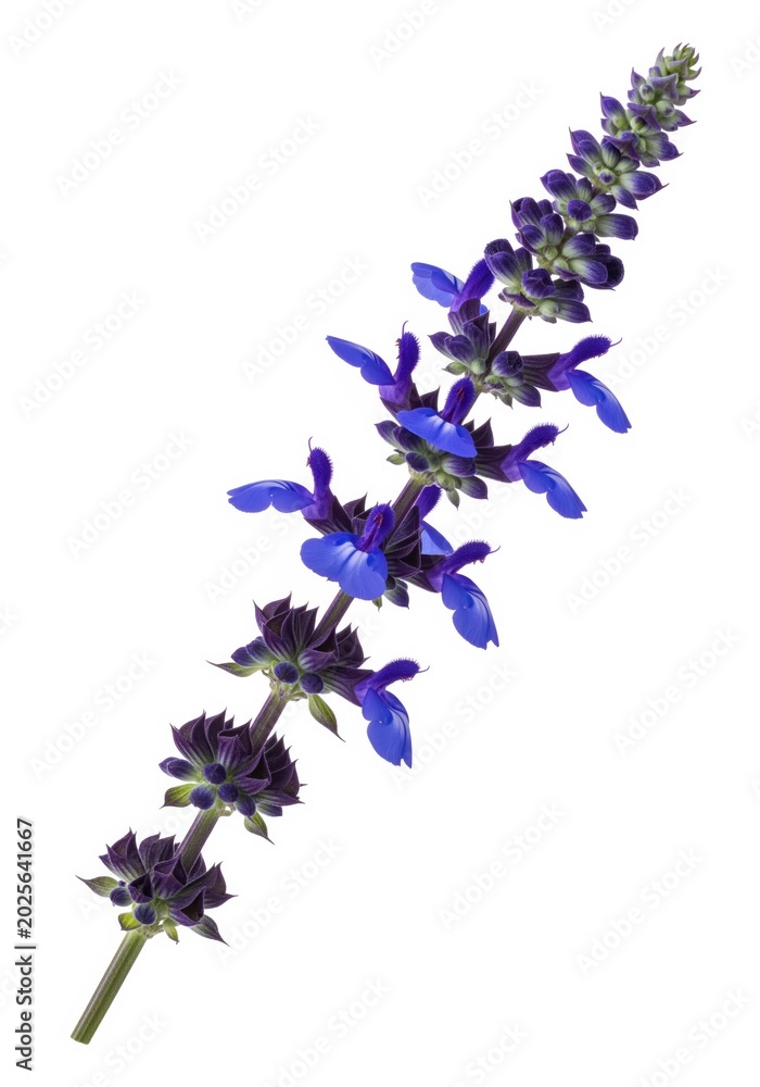 Fototapeta premium Blue salvia sprig for hummingbird garden plans and drought tolerant planting guides with tubular violet blossoms, dark fuzzy calyx whorls and upright flower spike for herb border and bee yard artwork