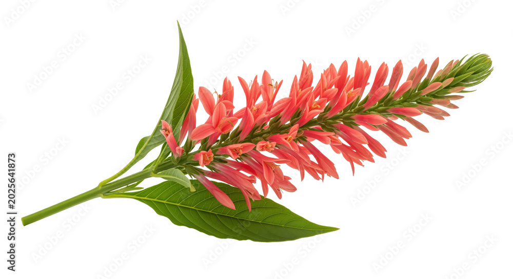 Fototapeta premium Brazilian plume Justicia carnea cutout for hummingbird garden art and tropical greenhouse sales, coral pink flower spike with long pointed leaf helps build pollinator sheets and shade border graphics