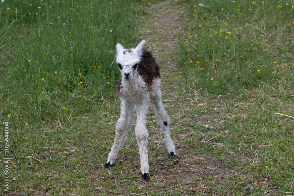 Fototapeta premium alpaka tier natur lama baby