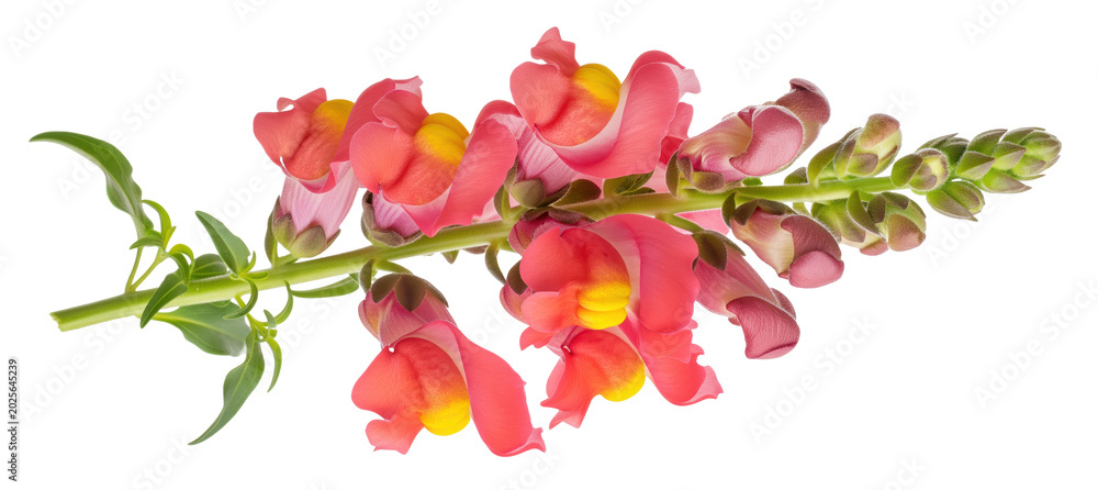 Fototapeta premium Snapdragon Antirrhinum majus cutout for cottage seed packet and hummingbird garden projects, coral pink lipped flower spike with yellow throat and bud row fits summer bedding sheet and seed sale board