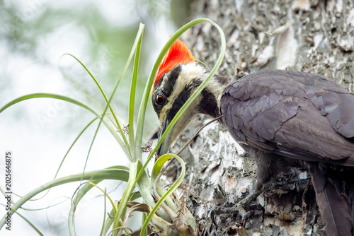 Foto Pileated woodpecker (Dryocopus pileatus) with its beak in a bromeliad in Six Mil